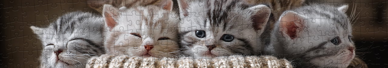 Puzzles pour chats